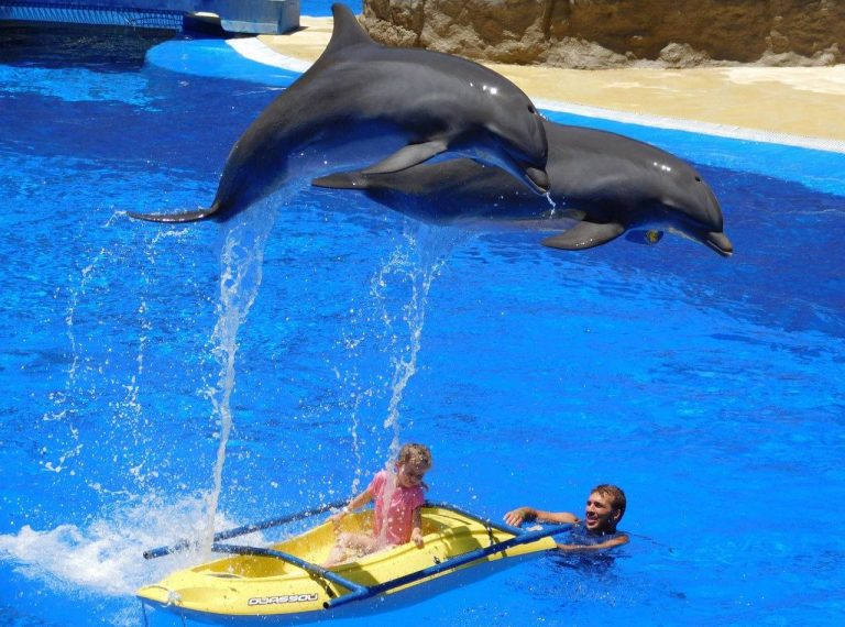 delfinarium