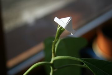 Photo Paper hat